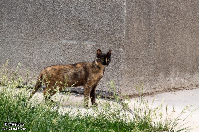 20110528一个人和一群猫1460_调整大小.JPG