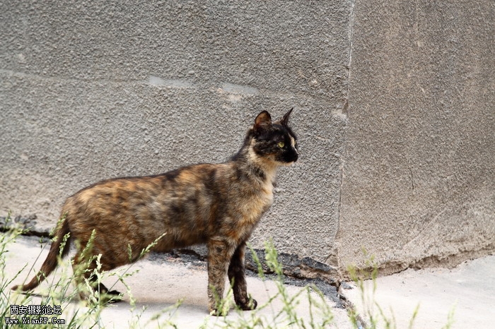 20110528一个人和一群猫1461_调整大小.JPG