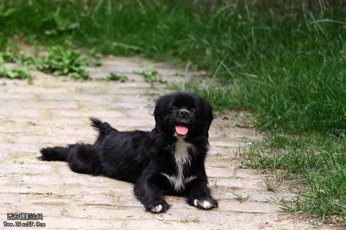 20110528一个人和一群猫1464_调整大小.JPG