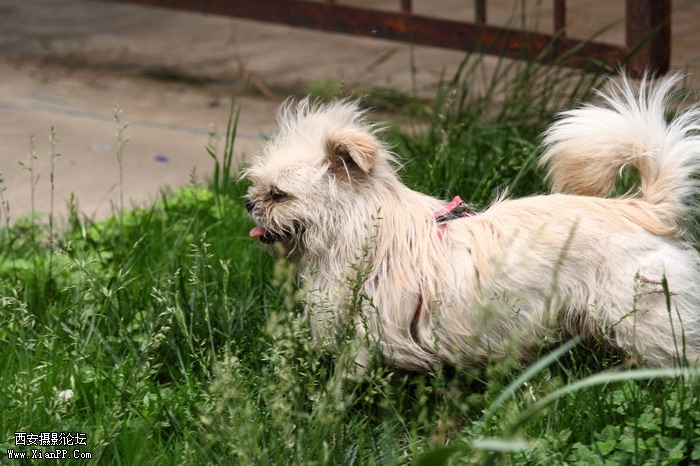 20110528一个人和一群猫1466_调整大小.JPG