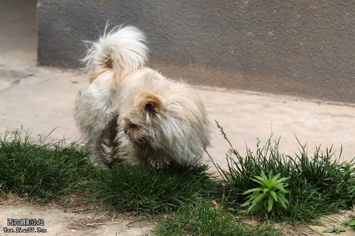 20110528一个人和一群猫1467_调整大小.JPG