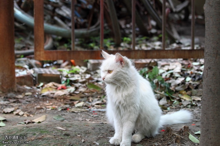 20110528一个人和一群猫1471_调整大小.JPG