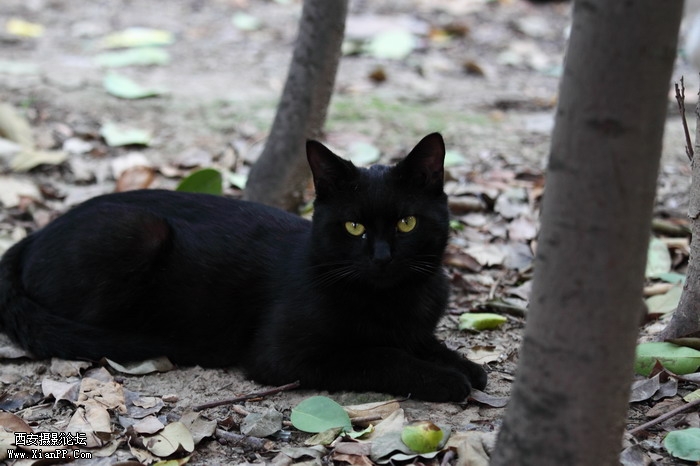 20110528一个人和一群猫1473_调整大小.JPG