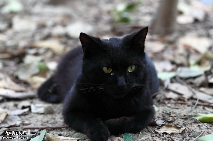 20110528一个人和一群猫1476_调整大小.JPG