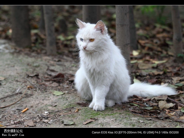 20110528一个人和一群猫1477_调整大小.JPG