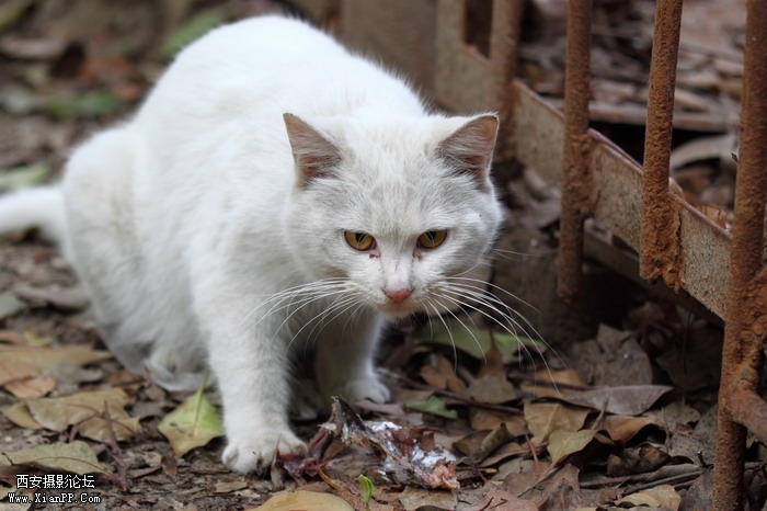 20110528一个人和一群猫1478_调整大小.JPG