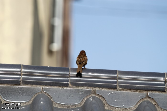 201105311570_调整大小.JPG