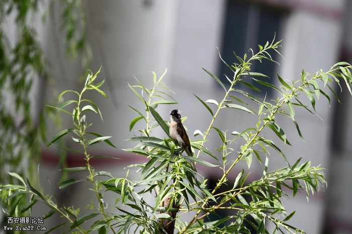 201105311587_调整大小.JPG