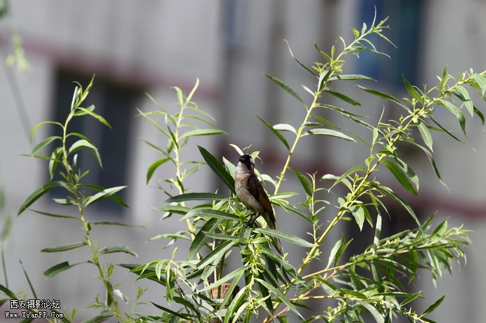 201105311588_调整大小.JPG