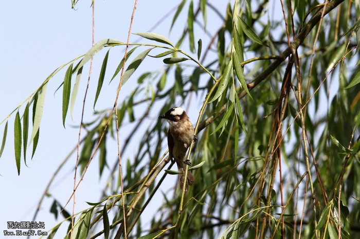 201105311593_调整大小.JPG