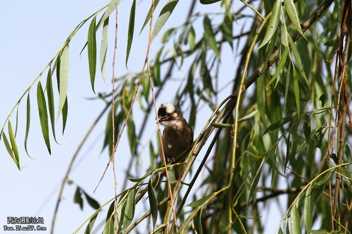 201105311598_调整大小.JPG