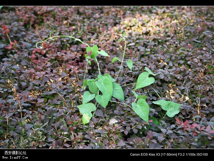 2011061 17-50mm1888_调整大小.JPG