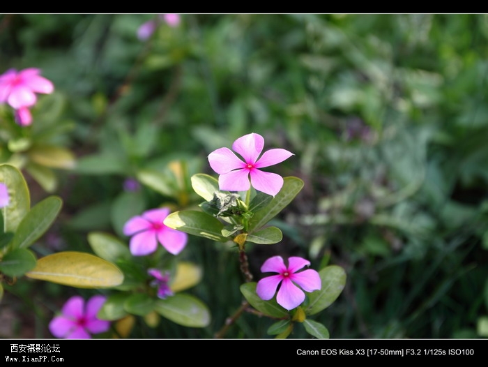 2011061 17-50mm1889_调整大小.JPG
