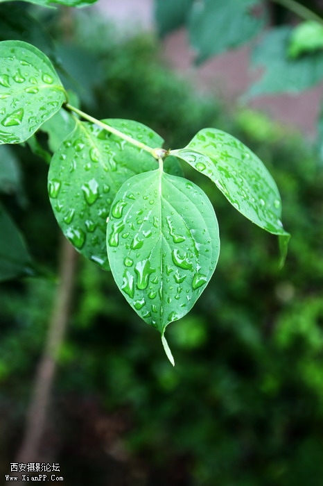 201106081966_调整大小.JPG
