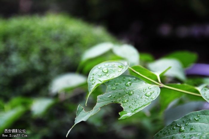 201106081967_调整大小.JPG