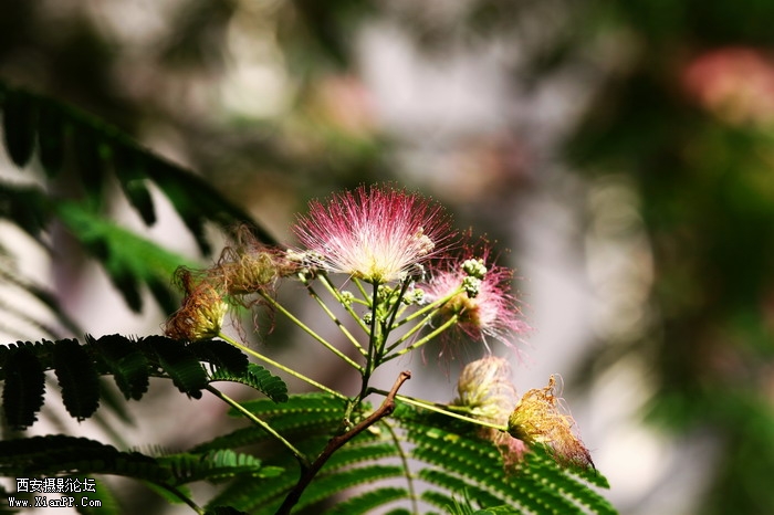 201106101985_调整大小.JPG
