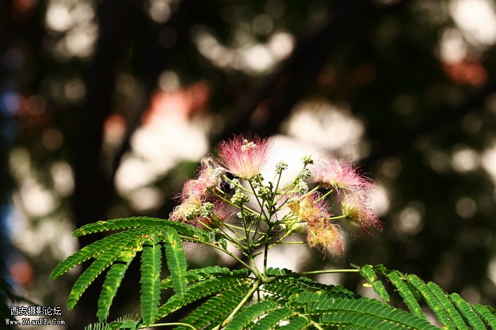 201106101986_调整大小.JPG