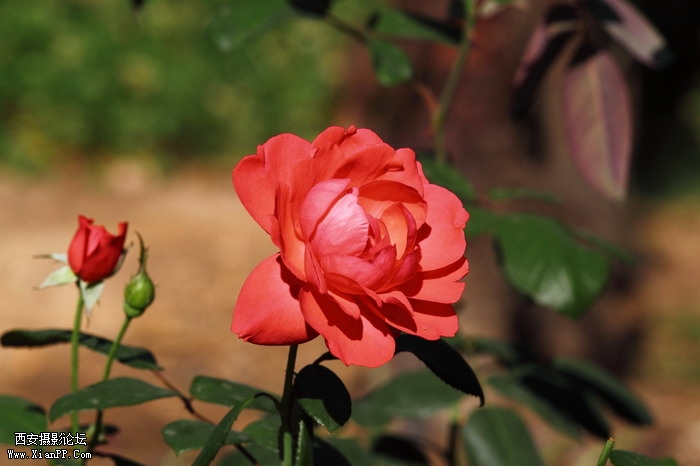 201106101995_调整大小.JPG