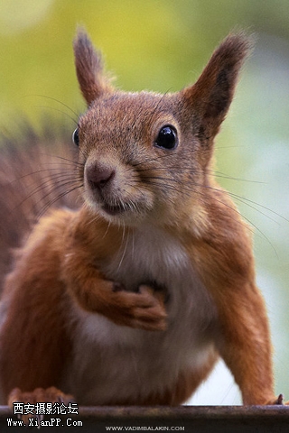 Squirrel.jpg
