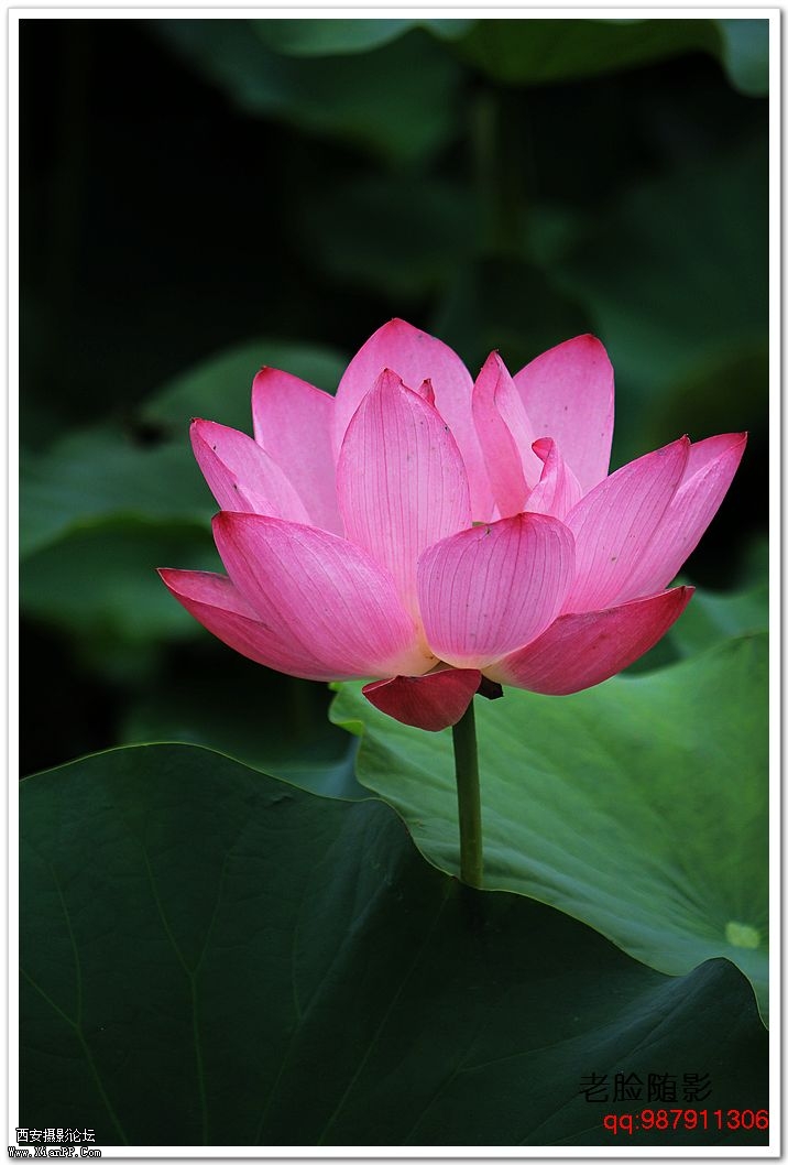 nEO_IMG_车展---车模---南湖荷花 367.jpg