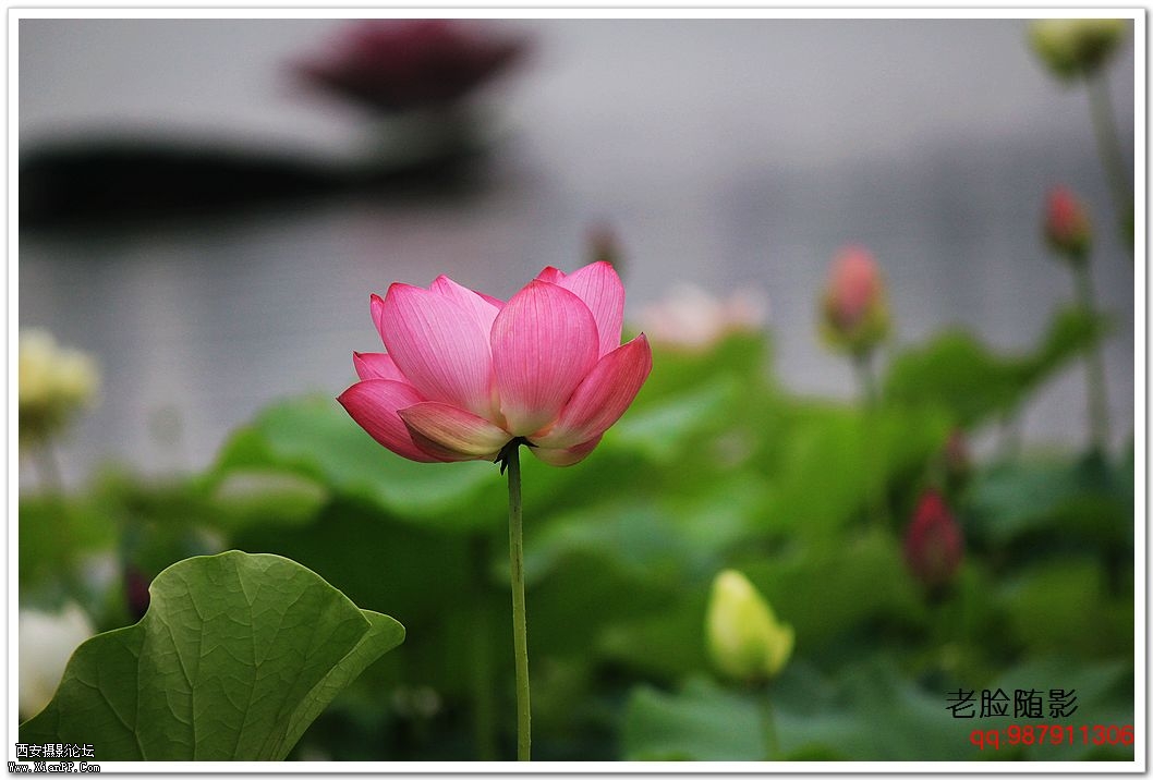 nEO_IMG_车展---车模---南湖荷花 340.jpg