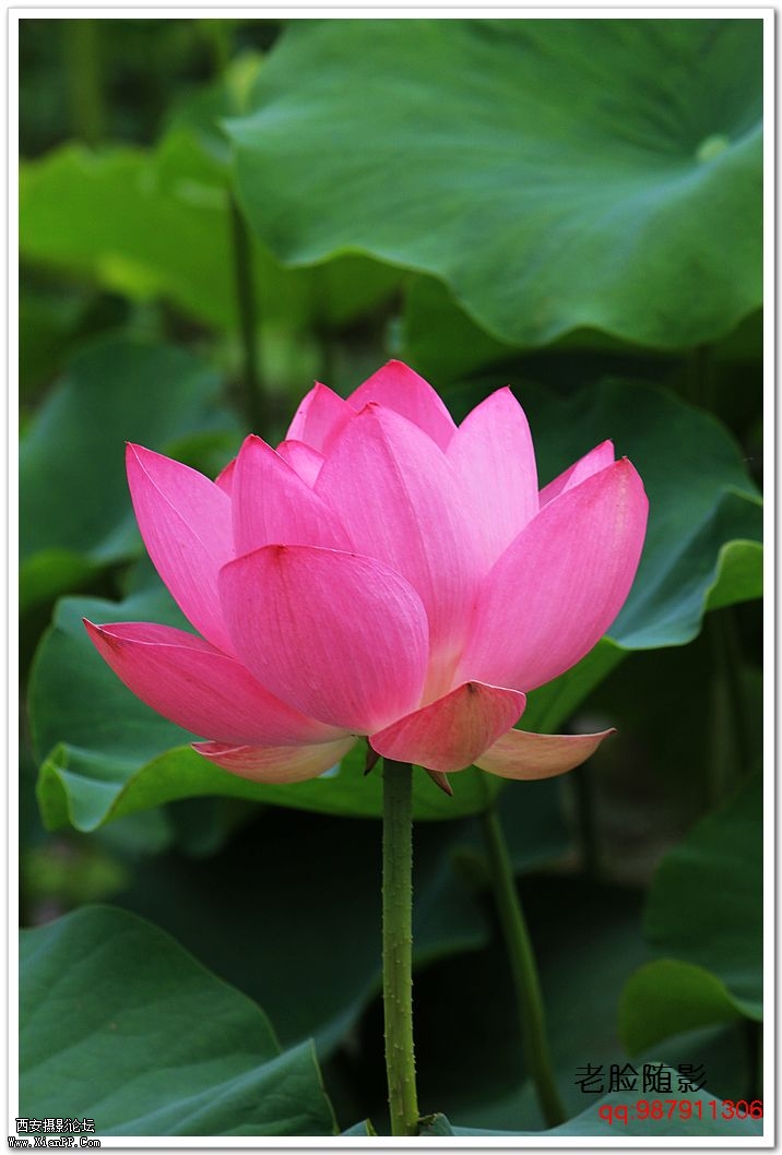 nEO_IMG_车展---车模---南湖荷花 351.jpg