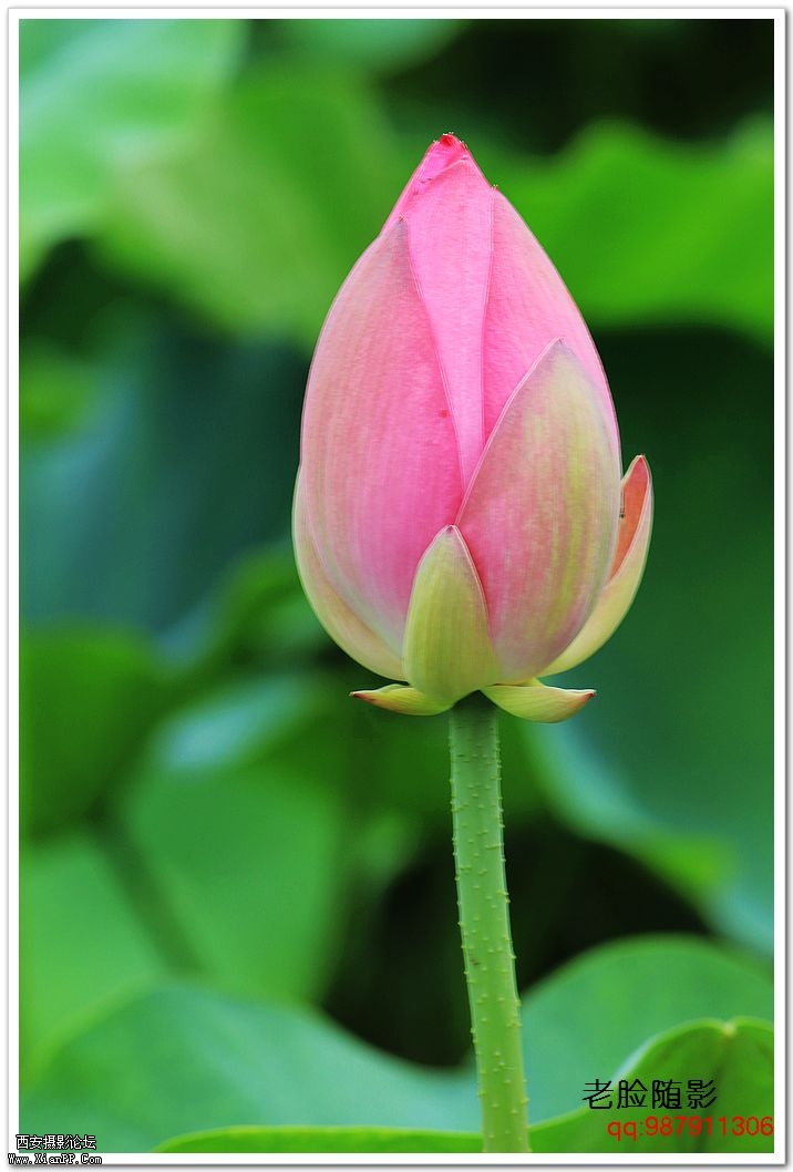 nEO_IMG_车展---车模---南湖荷花 354.jpg
