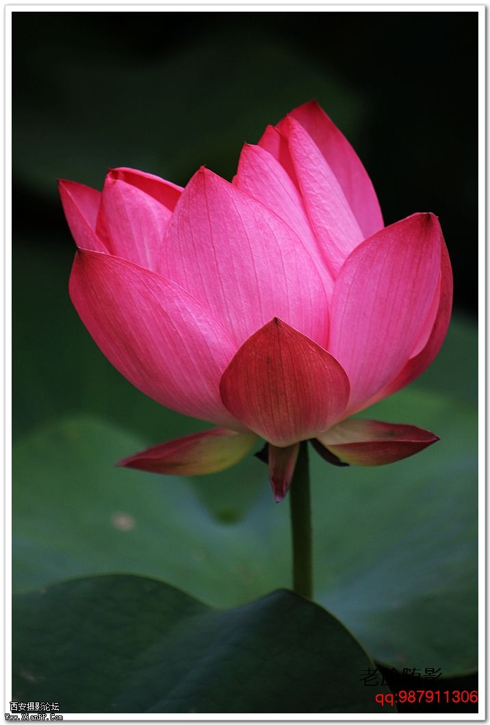 nEO_IMG_车展---车模---南湖荷花 360.jpg