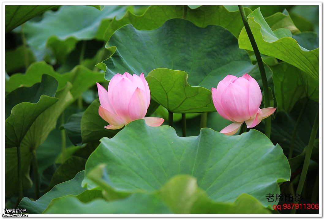 nEO_IMG_车展---车模---南湖荷花 362.jpg