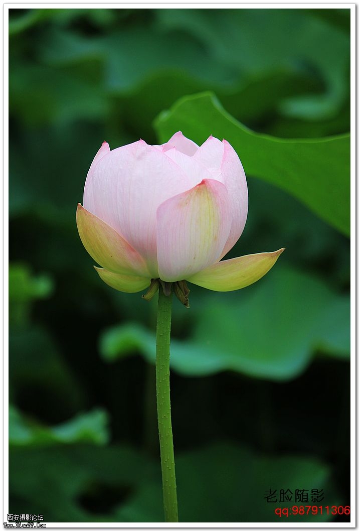 nEO_IMG_车展---车模---南湖荷花 363.jpg