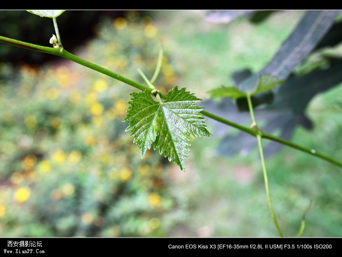 20110619佳能1635雨天片子2446.jpg