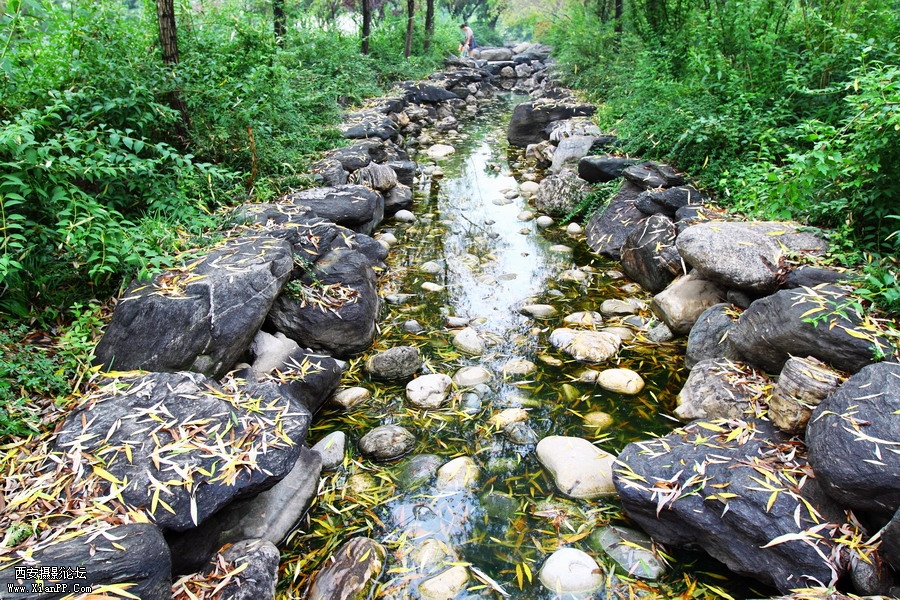 20110622 荷花2546_调整大小.JPG