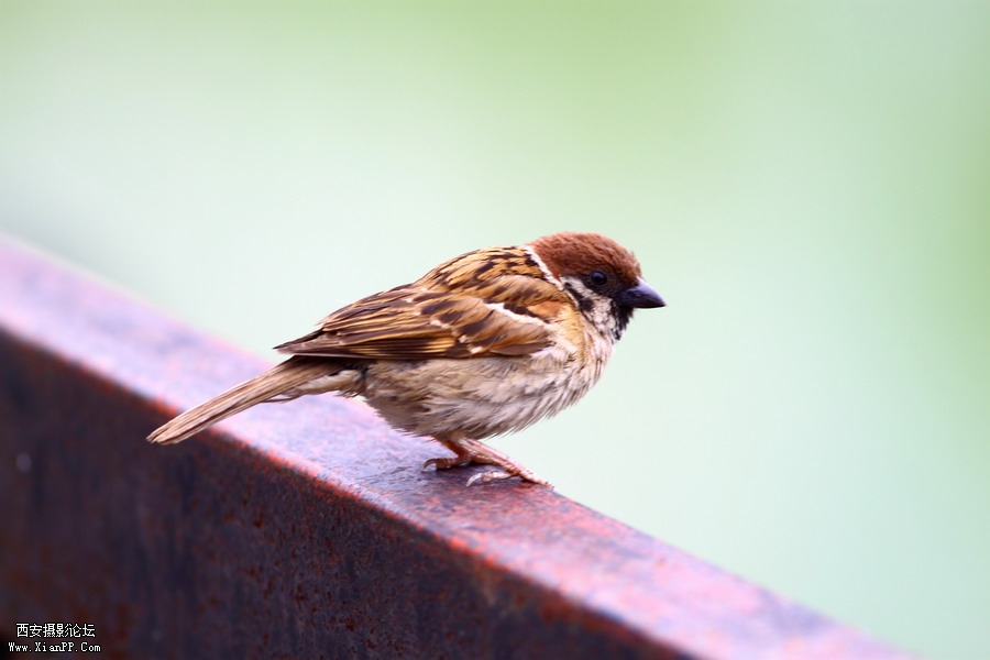 20110622 荷花2460_调整大小.JPG