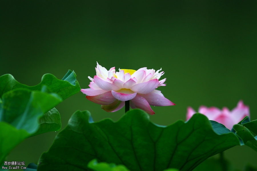 20110622 荷花2520_调整大小.JPG