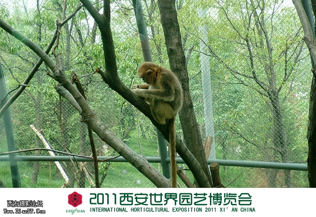 秦岭馆-金丝猴2.jpg