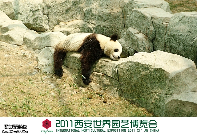 秦岭馆-熊猫.jpg