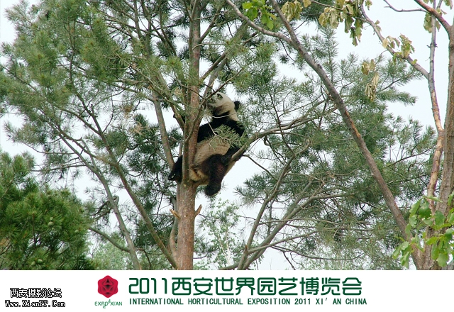 秦岭馆-熊猫1.jpg