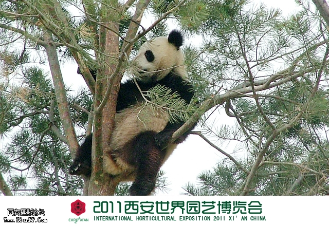 秦岭馆-熊猫2.jpg
