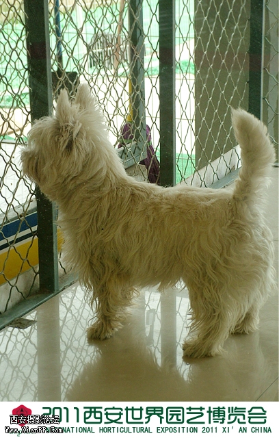 世界名犬馆1.jpg