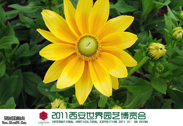 世园会11.jpg