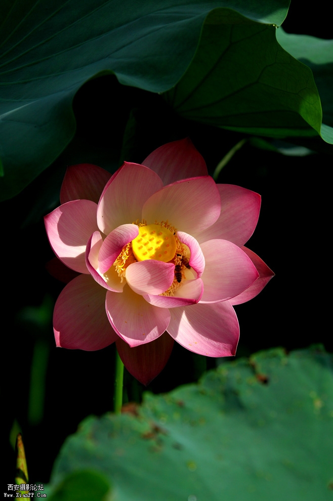 DSC_0011.JPG