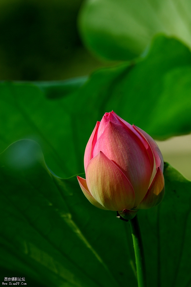DSC_0037.JPG