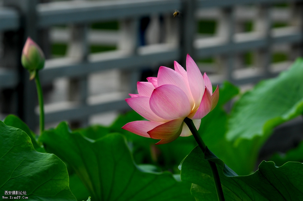 DSC_0038.JPG