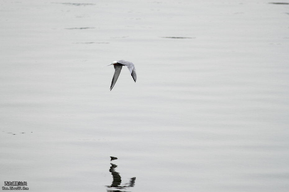 20110626  浐灞码头2581_调整大小.JPG