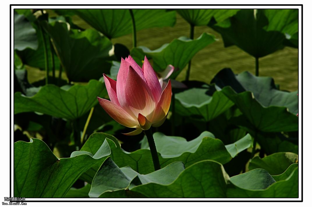 调整大小 DSC_3594.jpg