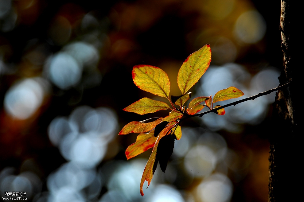DSC_0063.JPG
