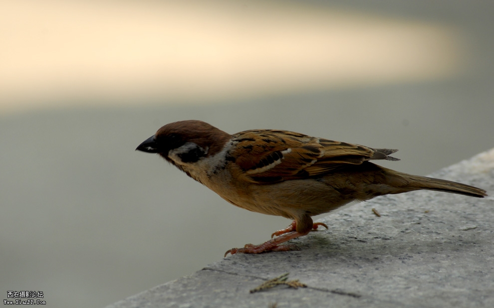 DSC_0069.JPG