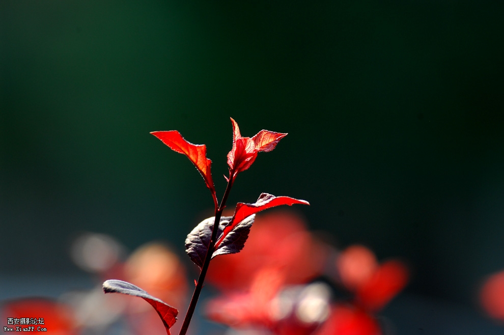 DSC_0083.JPG