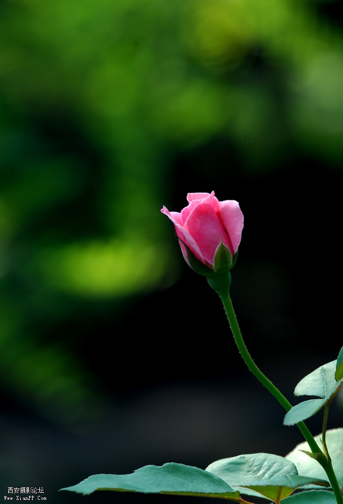 DSC_0087.JPG