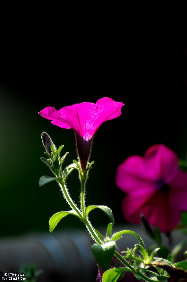 DSC_0090.JPG